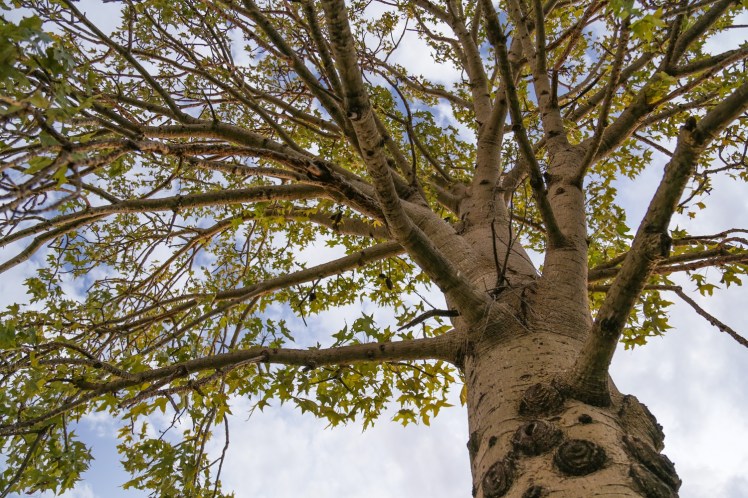 IMG_2685_edited_lowres