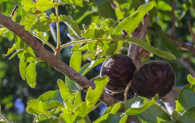 IMG_3088_edited_lowres