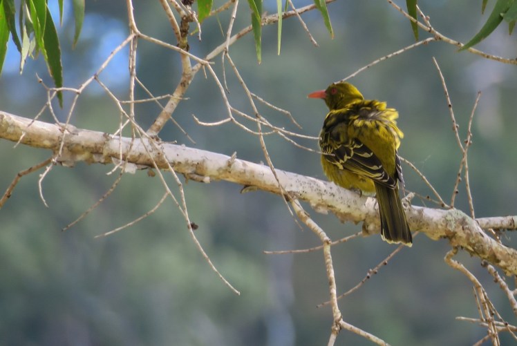 IMG_1115_edited_lowres