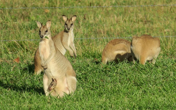 IMG_1185_edited_lowres