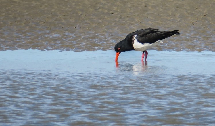 IMG_2536_edited_lowres