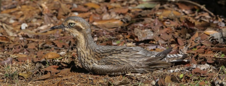 IMG_4522_edited_lowres