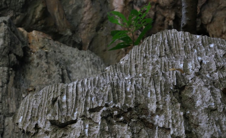 IMG_4954_edited_lowres