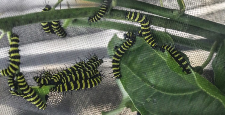 IMG_6483_edited_lowres