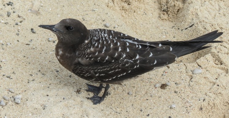 IMG_6909__bird_edited_lowres