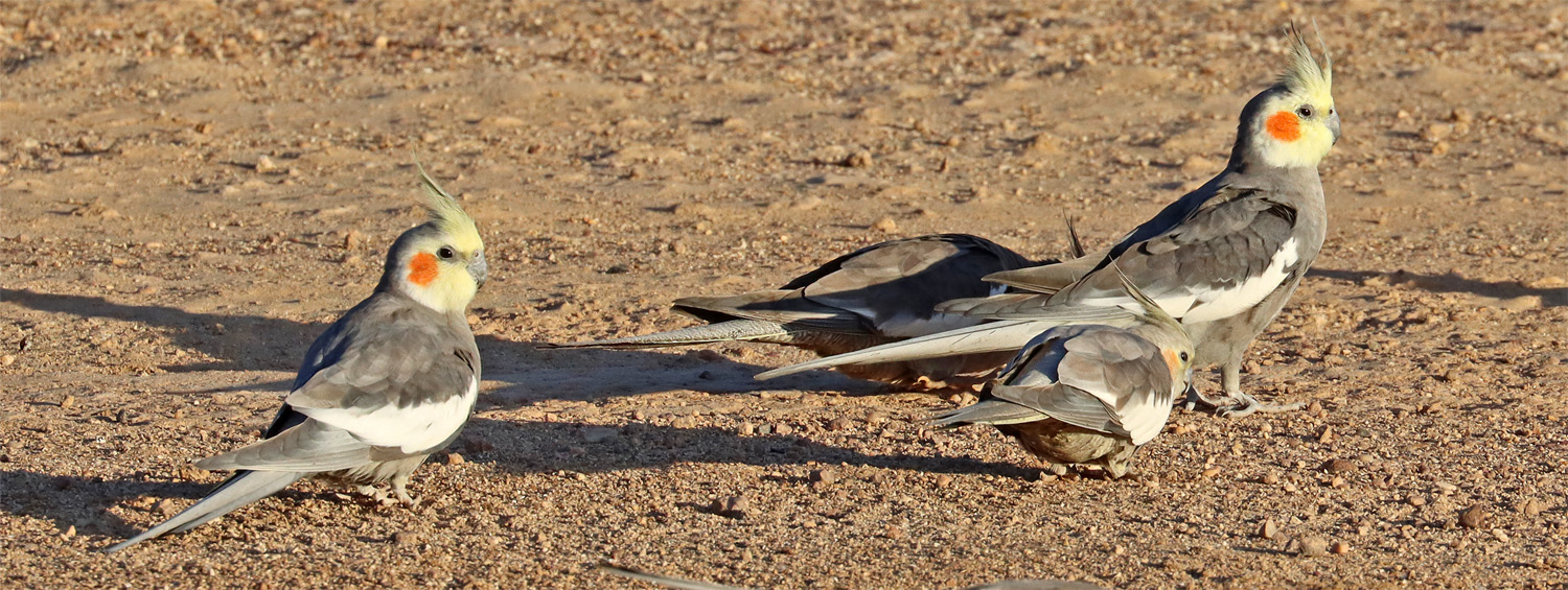 2_cockatiels3
