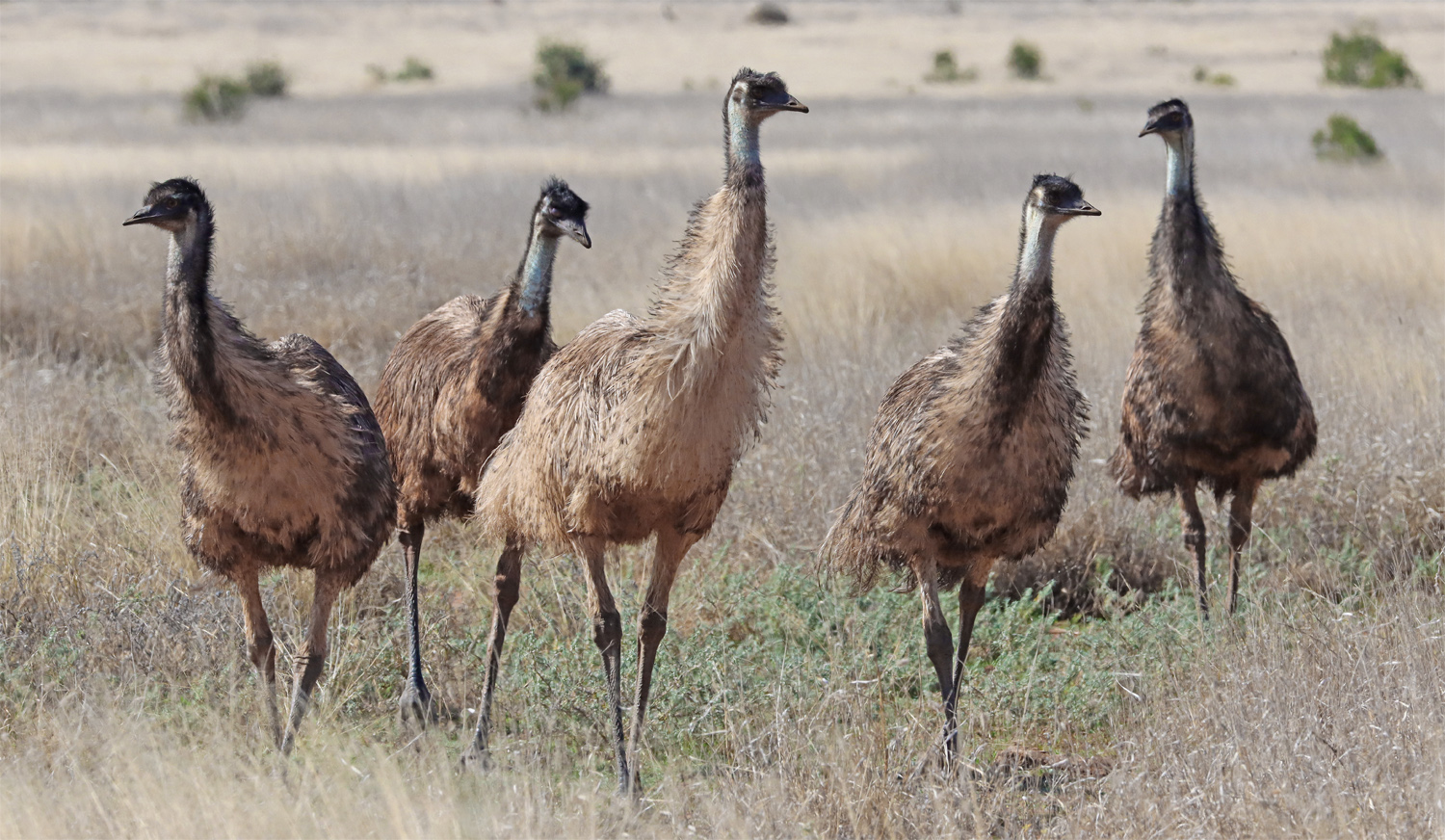 2_emus3