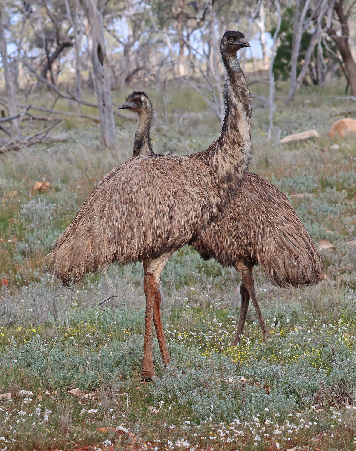 3_emu2