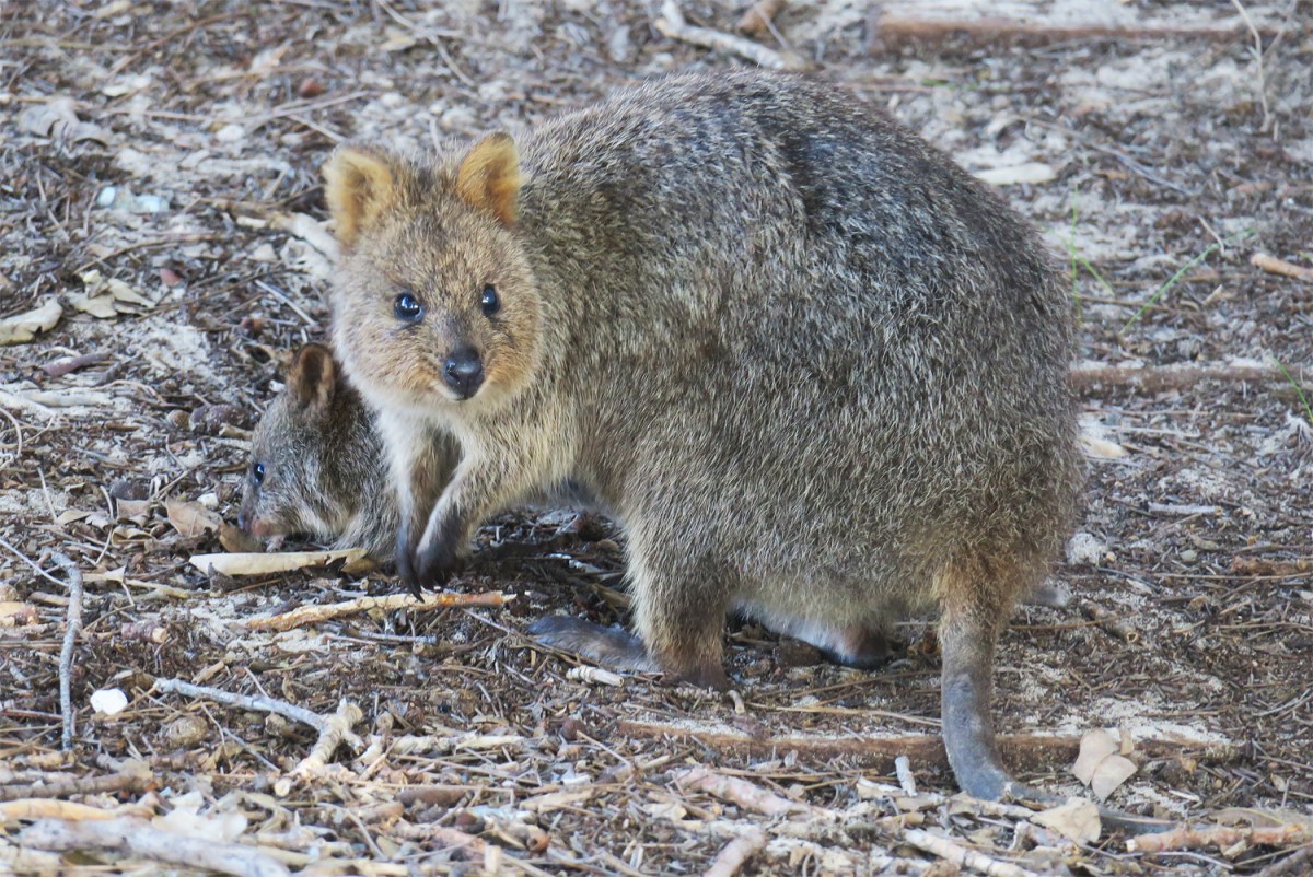 Way Away in WA 2023 – Day 44 – Rotto